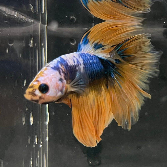 the-fish-farm Premium Male Betta Fancy Halfmoon Premium Male Betta - One Only - 7 Choose your new Premuium Fancy Halfmoon Male Betta - The Fish Farm