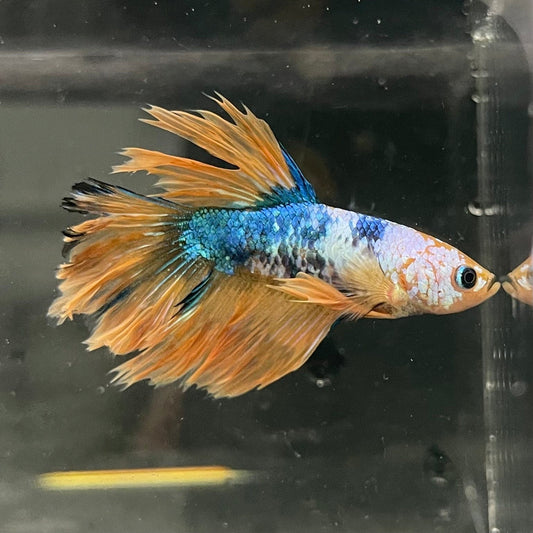 the-fish-farm Premium Male Betta Fancy Halfmoon Premium Male Betta - One Only - 8 Choose your new Premuium Fancy Halfmoon Male Betta - The Fish Farm