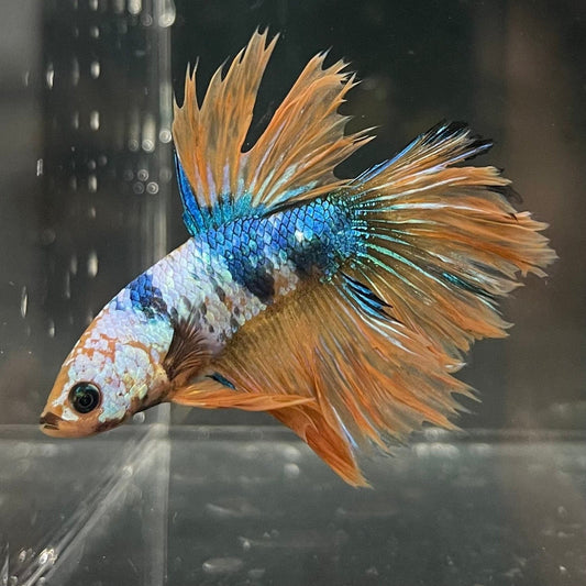 the-fish-farm Premium Male Betta Fancy Halfmoon Premium Male Betta - One Only - 8 Choose your new Premuium Fancy Halfmoon Male Betta - The Fish Farm
