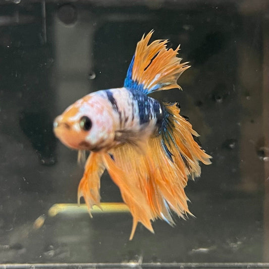 the-fish-farm Premium Male Betta Fancy Halfmoon Premium Male Betta - One Only - 8 Choose your new Premuium Fancy Halfmoon Male Betta - The Fish Farm