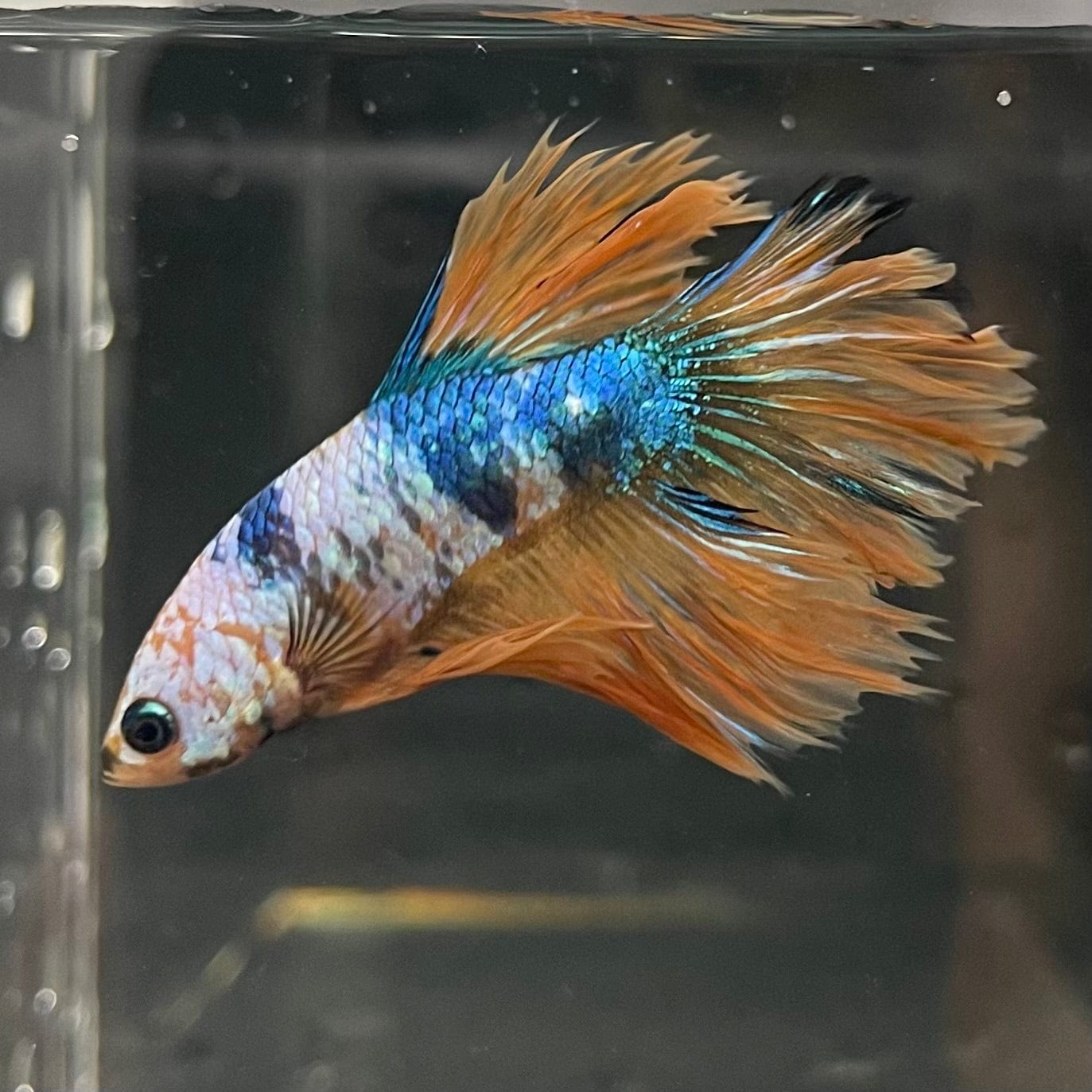 the-fish-farm Premium Male Betta Fancy Halfmoon Premium Male Betta - One Only - 8 Choose your new Premuium Fancy Halfmoon Male Betta - The Fish Farm