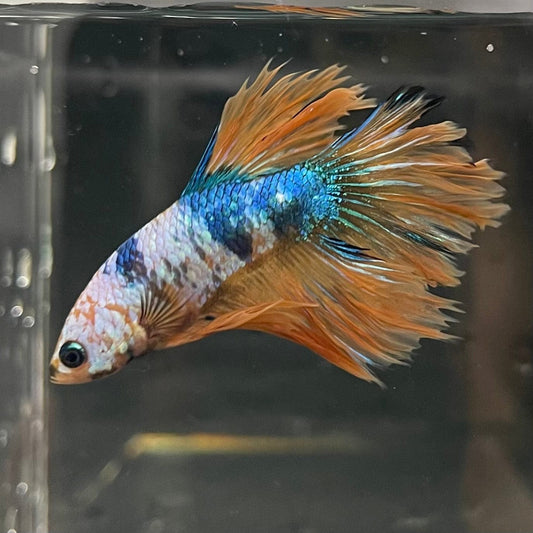 the-fish-farm Premium Male Betta Fancy Halfmoon Premium Male Betta - One Only - 8 Choose your new Premuium Fancy Halfmoon Male Betta - The Fish Farm