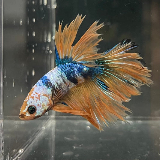 the-fish-farm Premium Male Betta Fancy Halfmoon Premium Male Betta - One Only - 8 Choose your new Premuium Fancy Halfmoon Male Betta - The Fish Farm