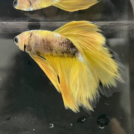 the-fish-farm Premium Male Betta Fancy Halfmoon Premium Male Betta - One Only - 9 Choose your new Premuium Fancy Halfmoon Male Betta - The Fish Farm