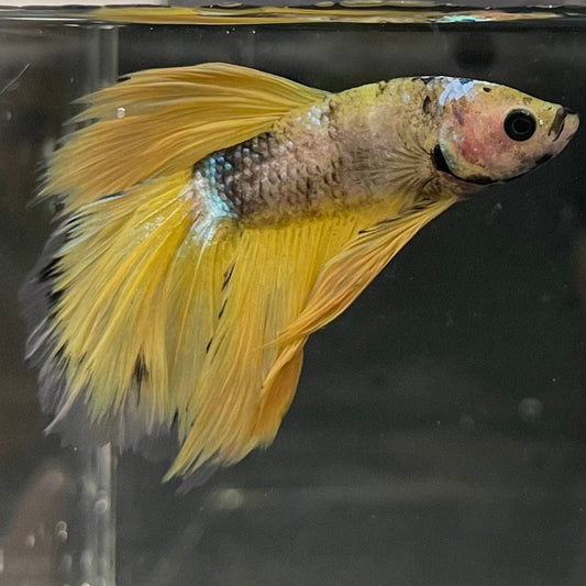 the-fish-farm Premium Male Betta Fancy Halfmoon Premium Male Betta - One Only - 9 Choose your new Premuium Fancy Halfmoon Male Betta - The Fish Farm
