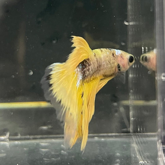 the-fish-farm Premium Male Betta Fancy Halfmoon Premium Male Betta - One Only - 9 Choose your new Premuium Fancy Halfmoon Male Betta - The Fish Farm