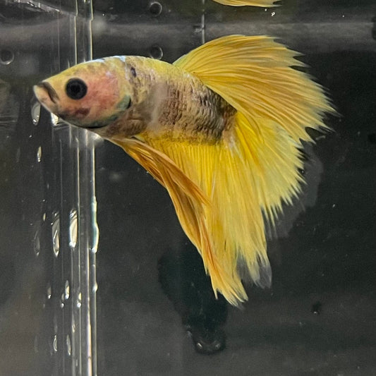 the-fish-farm Premium Male Betta Fancy Halfmoon Premium Male Betta - One Only - 9 Choose your new Premuium Fancy Halfmoon Male Betta - The Fish Farm