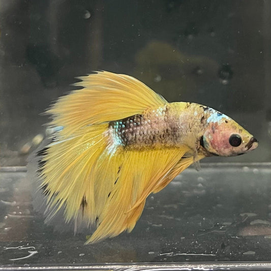 the-fish-farm Premium Male Betta Fancy Halfmoon Premium Male Betta - One Only - 9 Choose your new Premuium Fancy Halfmoon Male Betta - The Fish Farm