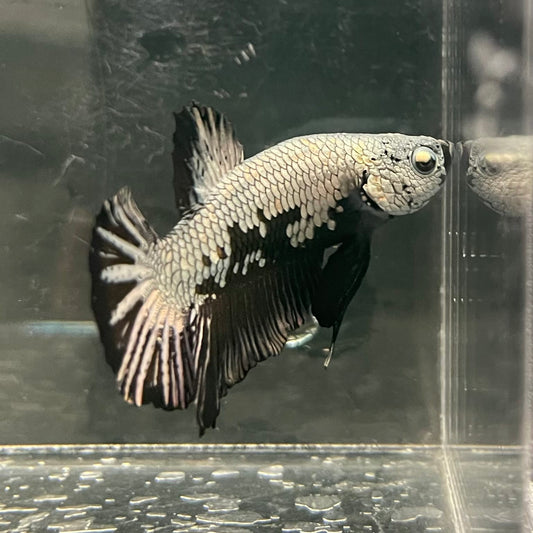 the-fish-farm Premium Male Betta Fancy Plakat Betta Male - One Only - 1 Buy this Premium Male Plakat Betta - One Only The Fish Farm Australia 