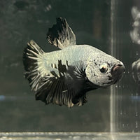 the-fish-farm Premium Male Betta Fancy Plakat Betta Male - One Only - 1 Buy this Premium Male Plakat Betta - One Only The Fish Farm Australia 