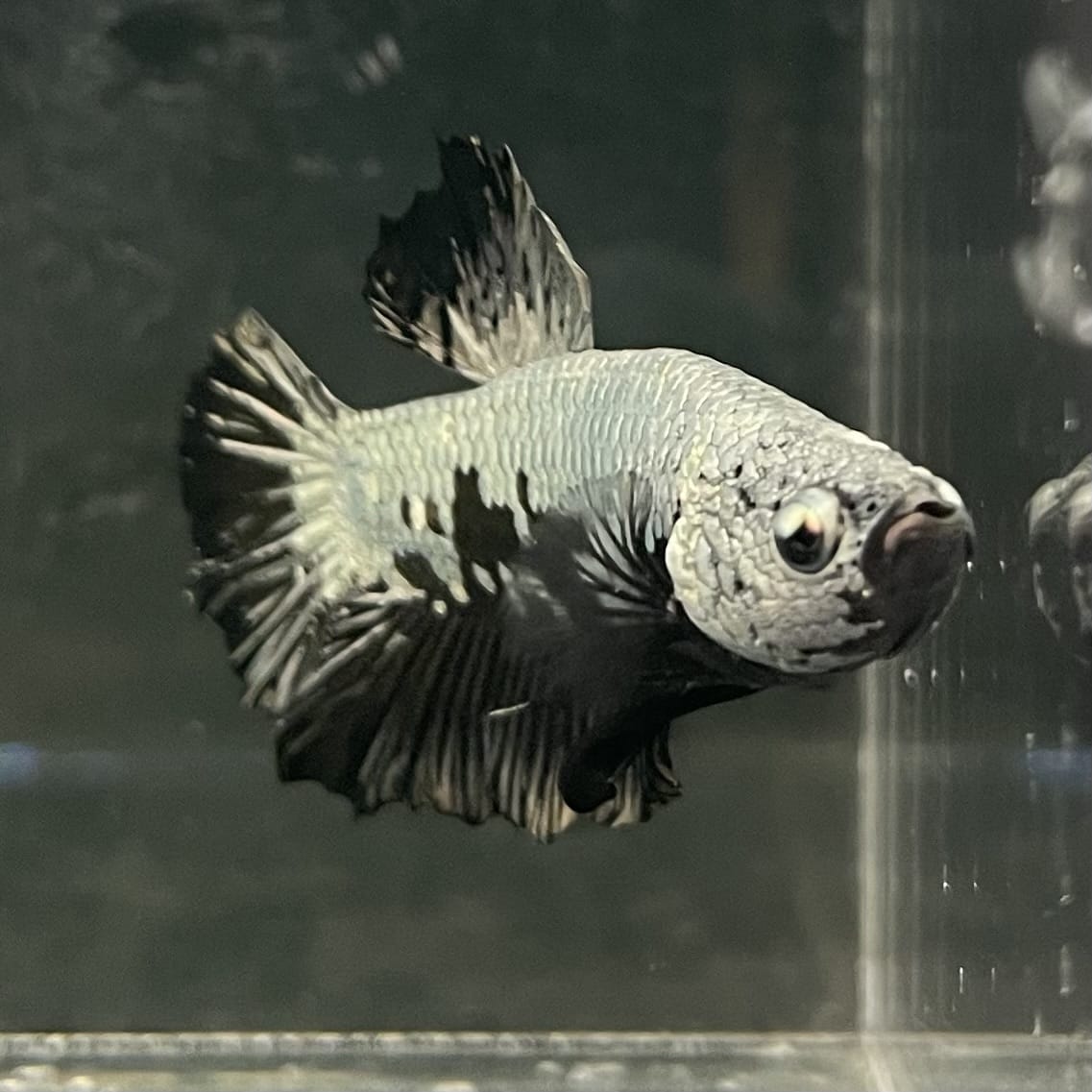 the-fish-farm Premium Male Betta Fancy Plakat Betta Male - One Only - 1 Buy this Premium Male Plakat Betta - One Only The Fish Farm Australia 