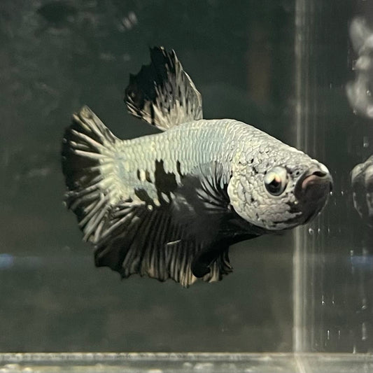 the-fish-farm Premium Male Betta Fancy Plakat Betta Male - One Only - 1 Buy this Premium Male Plakat Betta - One Only The Fish Farm Australia 