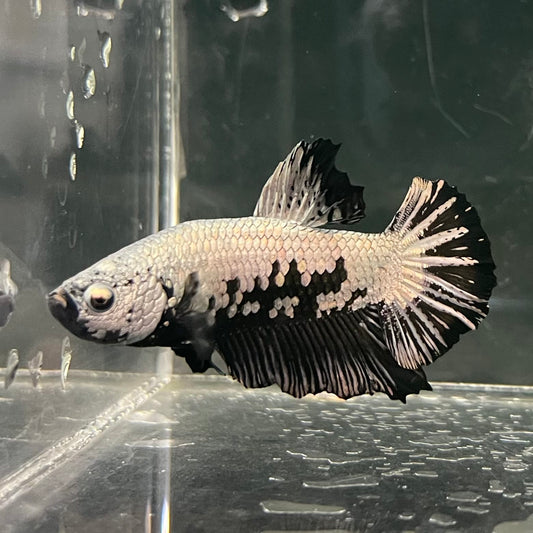 the-fish-farm Premium Male Betta Fancy Plakat Betta Male - One Only - 1 Buy this Premium Male Plakat Betta - One Only The Fish Farm Australia 