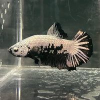 the-fish-farm Premium Male Betta Fancy Plakat Betta Male - One Only - 1 Buy this Premium Male Plakat Betta - One Only The Fish Farm Australia 
