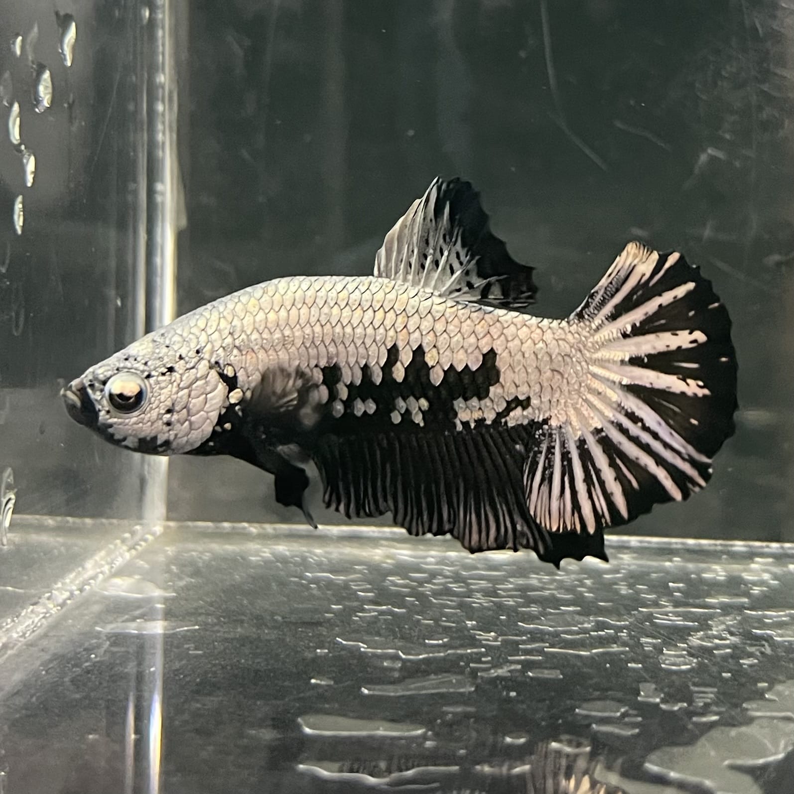 the-fish-farm Premium Male Betta Fancy Plakat Betta Male - One Only - 1 Buy this Premium Male Plakat Betta - One Only The Fish Farm Australia 