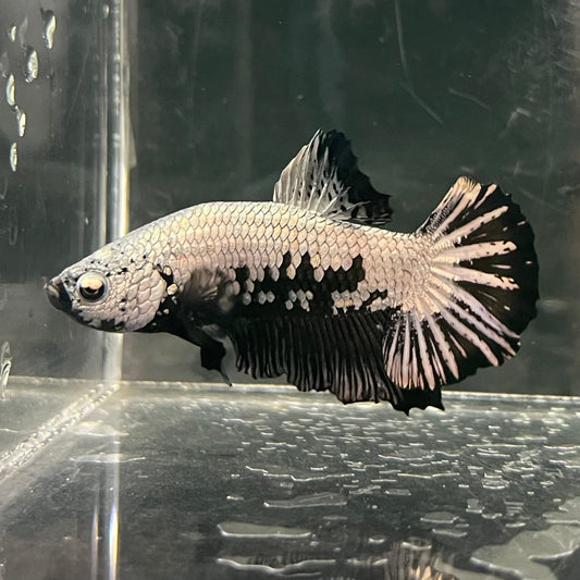 the-fish-farm Premium Male Betta Fancy Plakat Betta Male - One Only - 1 Buy this Premium Male Plakat Betta - One Only The Fish Farm Australia 