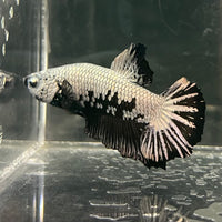 the-fish-farm Premium Male Betta Fancy Plakat Betta Male - One Only - 1 Buy this Premium Male Plakat Betta - One Only The Fish Farm Australia 