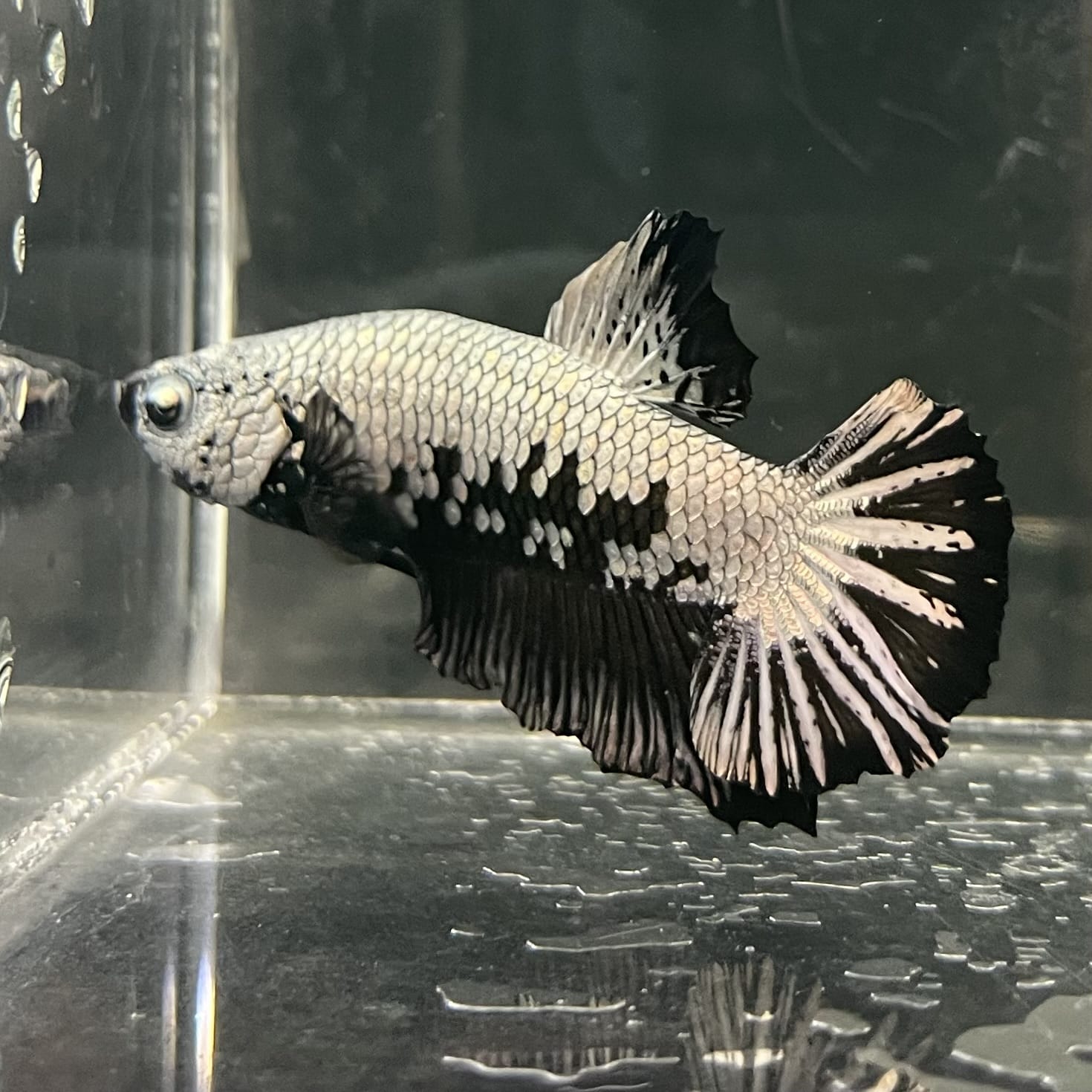 the-fish-farm Premium Male Betta Fancy Plakat Betta Male - One Only - 1 Buy this Premium Male Plakat Betta - One Only The Fish Farm Australia 