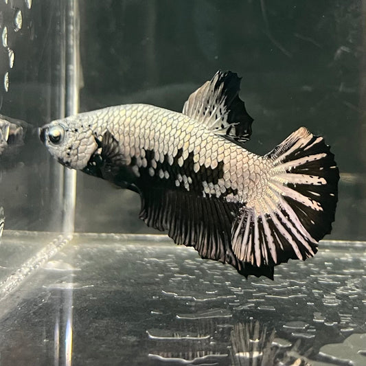 the-fish-farm Premium Male Betta Fancy Plakat Betta Male - One Only - 1 Buy this Premium Male Plakat Betta - One Only The Fish Farm Australia 