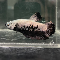 the-fish-farm Premium Male Betta Fancy Plakat Betta Male - One Only - 1 Buy this Premium Male Plakat Betta - One Only The Fish Farm Australia 