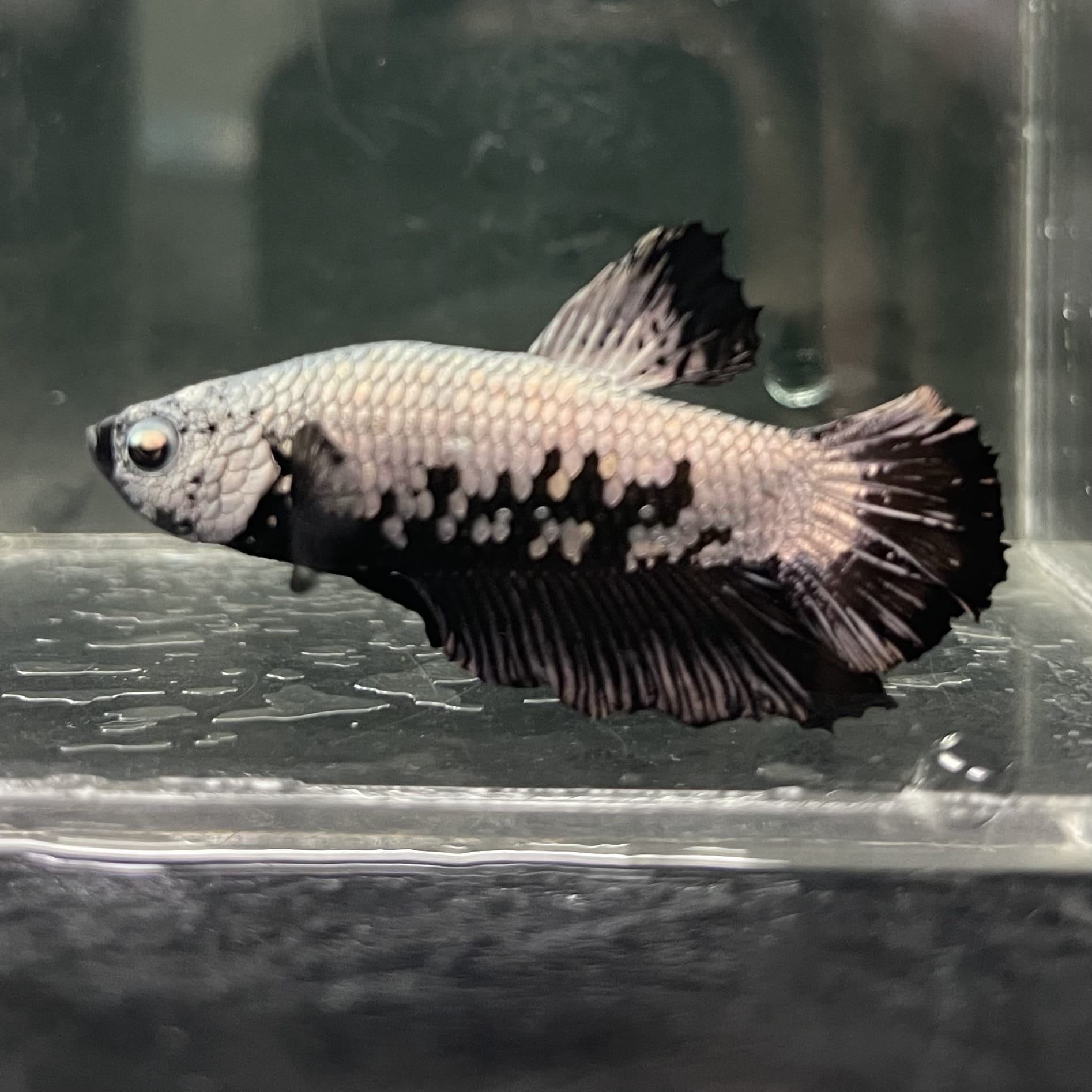the-fish-farm Premium Male Betta Fancy Plakat Betta Male - One Only - 1 Buy this Premium Male Plakat Betta - One Only The Fish Farm Australia 