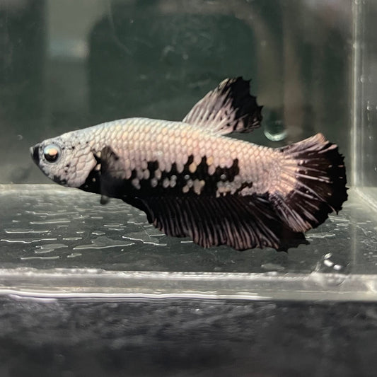 the-fish-farm Premium Male Betta Fancy Plakat Betta Male - One Only - 1 Buy this Premium Male Plakat Betta - One Only The Fish Farm Australia 