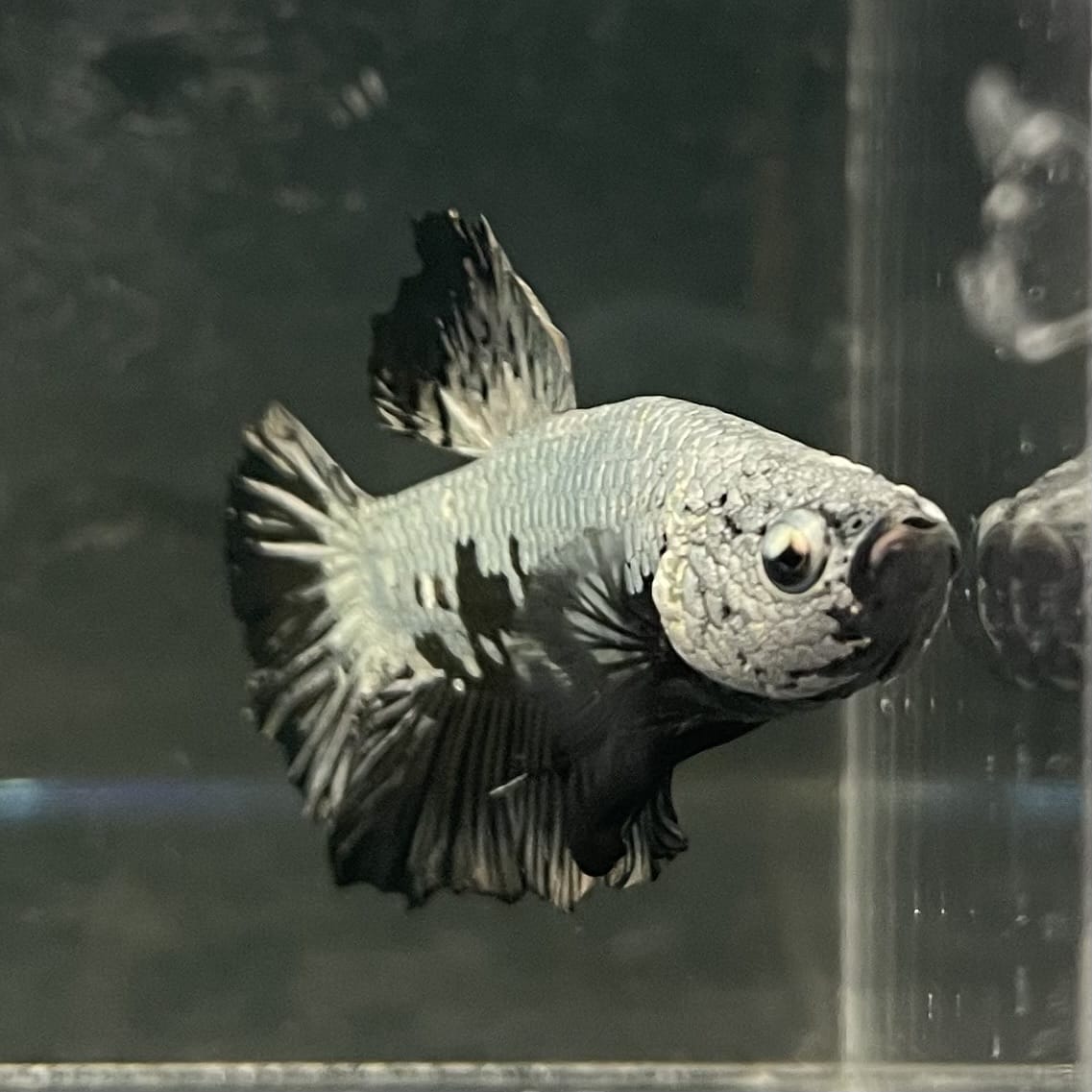 the-fish-farm Premium Male Betta Fancy Plakat Betta Male - One Only - 1 Buy this Premium Male Plakat Betta - One Only The Fish Farm Australia 