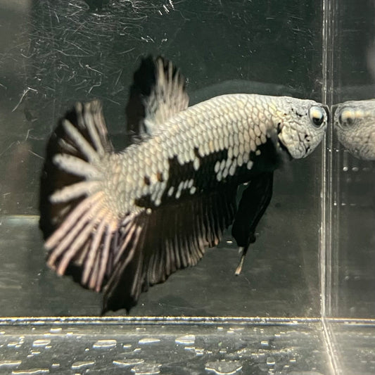the-fish-farm Premium Male Betta Fancy Plakat Betta Male - One Only - 1 Buy this Premium Male Plakat Betta - One Only The Fish Farm Australia 