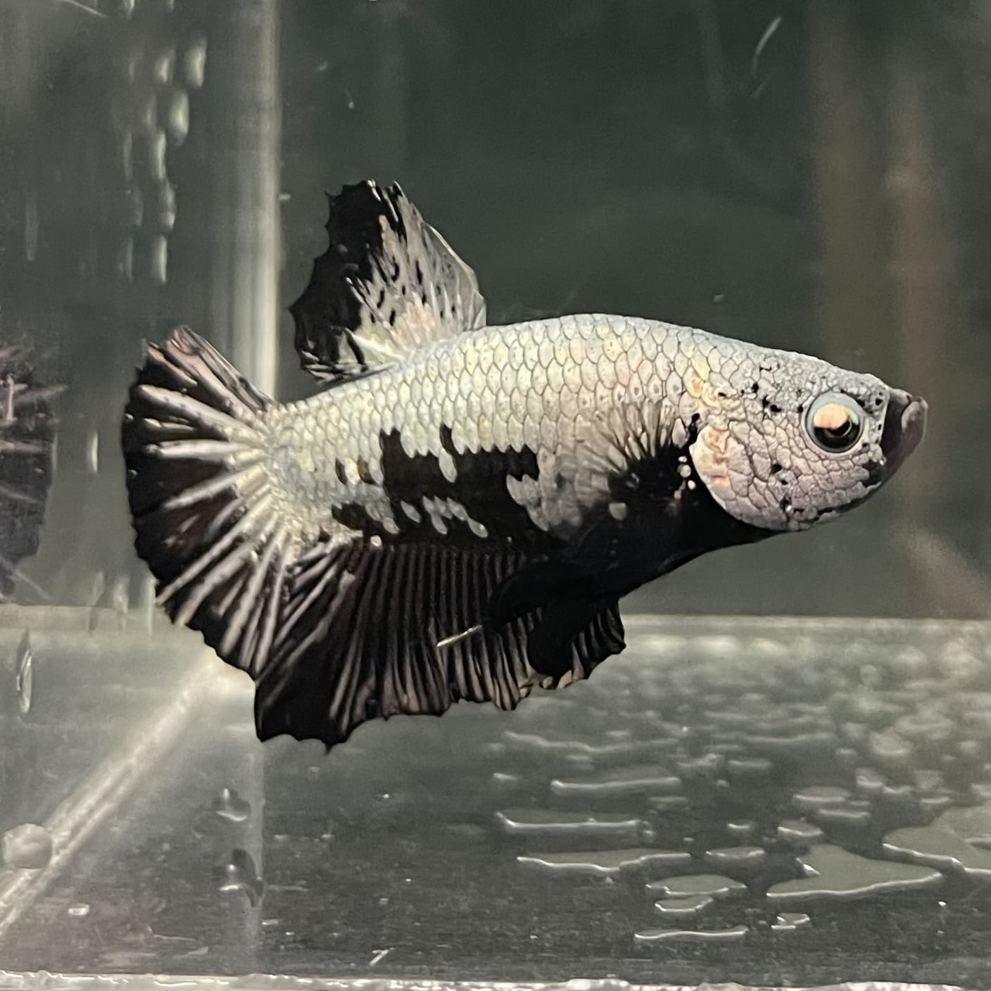 the-fish-farm Premium Male Betta Fancy Plakat Betta Male - One Only - 1 Buy this Premium Male Plakat Betta - One Only The Fish Farm Australia 
