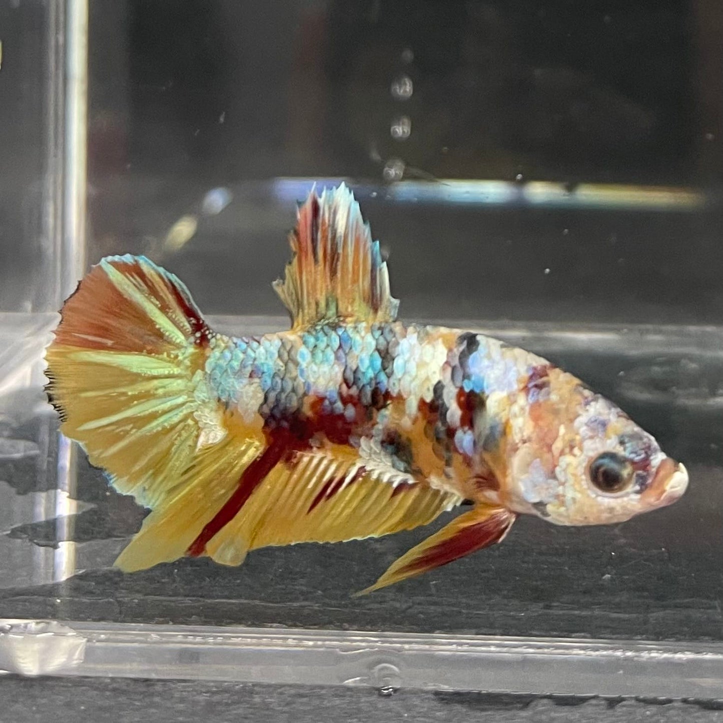 the-fish-farm Premium Male Betta Fancy Plakat Betta Male - One Only - 1 Buy this Premium Male Plakat Betta - One Only The Fish Farm Australia 