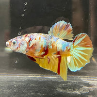 the-fish-farm Premium Male Betta Fancy Plakat Betta Male - One Only - 1 Buy this Premium Male Plakat Betta - One Only The Fish Farm Australia 