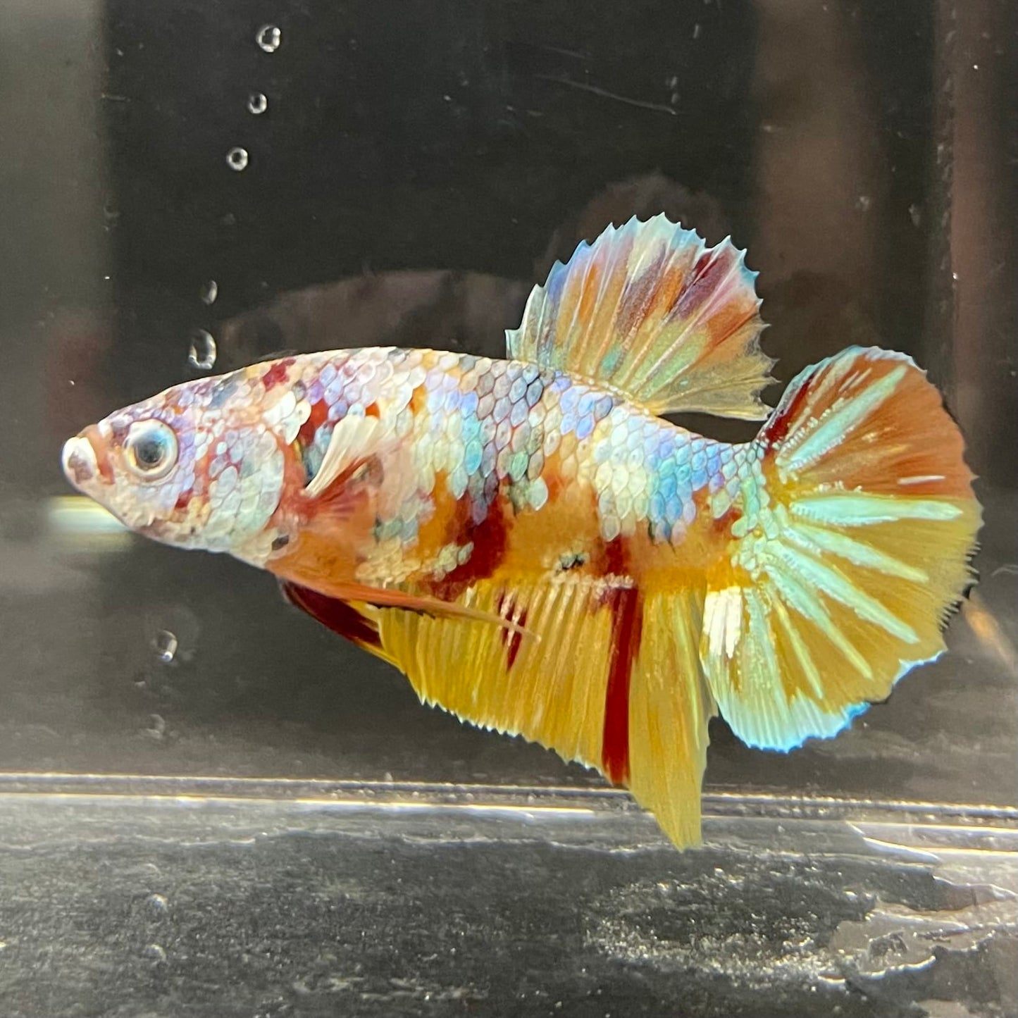 the-fish-farm Premium Male Betta Fancy Plakat Betta Male - One Only - 1 Buy this Premium Male Plakat Betta - One Only The Fish Farm Australia 