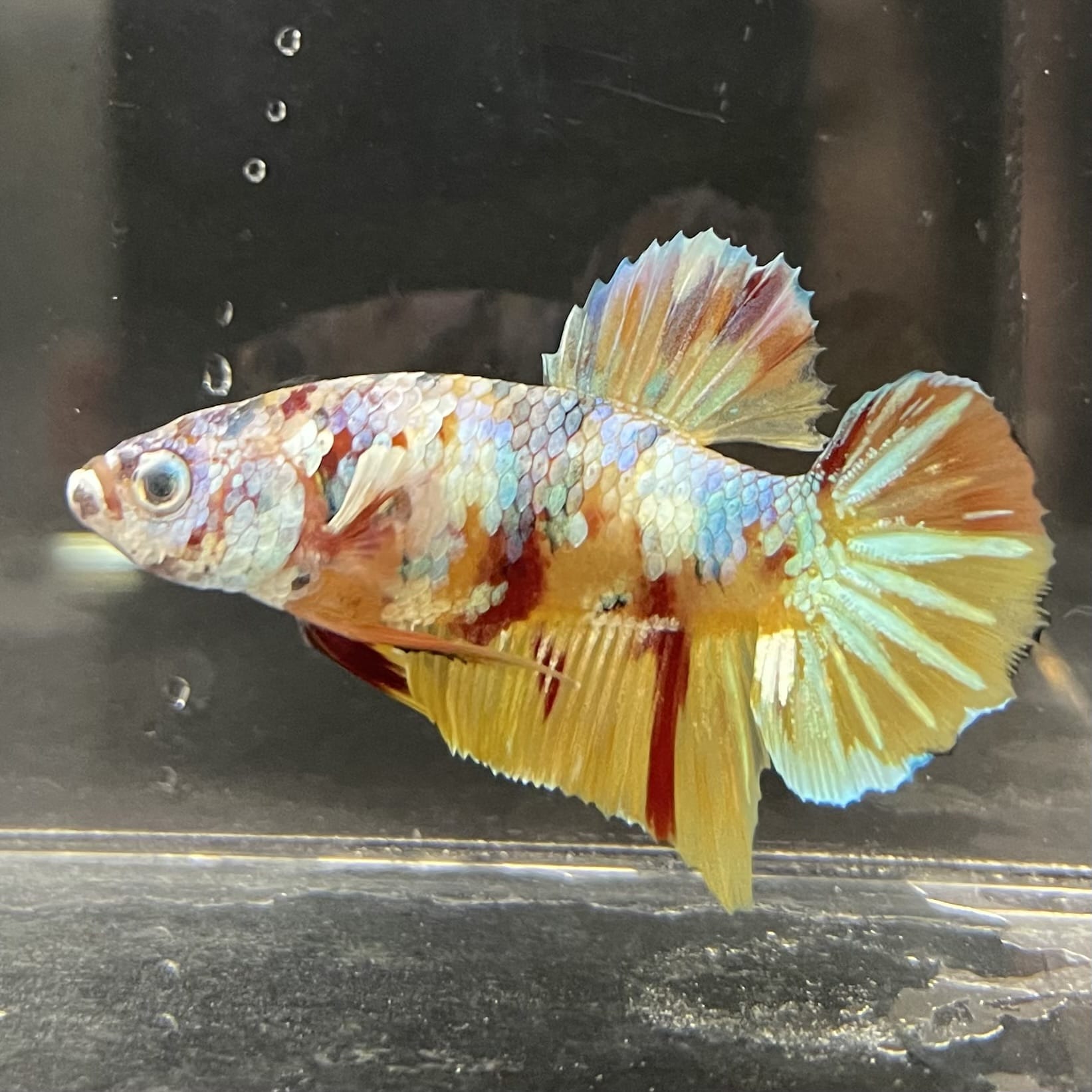 the-fish-farm Premium Male Betta Fancy Plakat Betta Male - One Only - 1 Buy this Premium Male Plakat Betta - One Only The Fish Farm Australia 