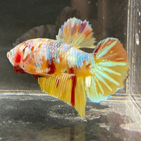 the-fish-farm Premium Male Betta Fancy Plakat Betta Male - One Only - 1 Buy this Premium Male Plakat Betta - One Only The Fish Farm Australia 