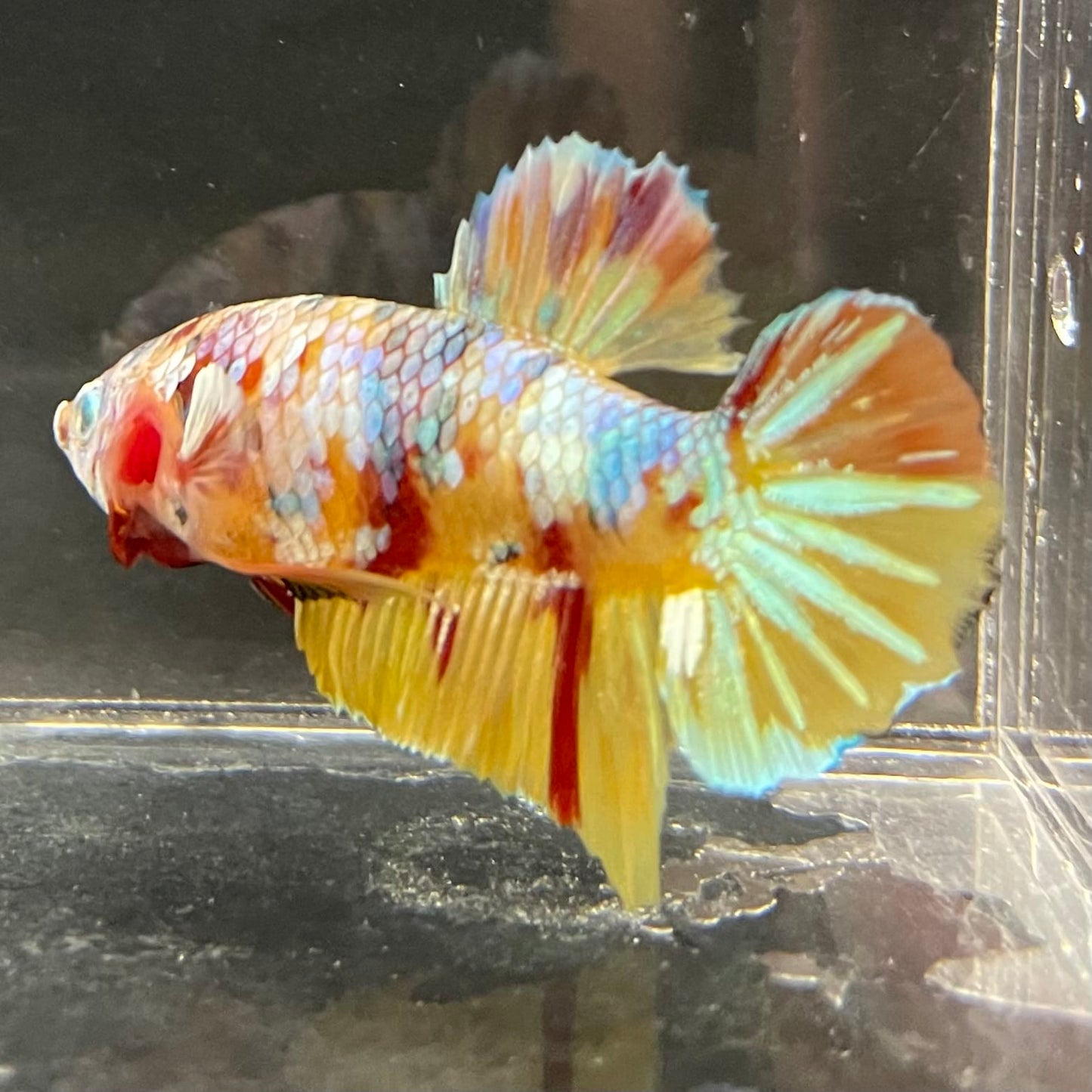 the-fish-farm Premium Male Betta Fancy Plakat Betta Male - One Only - 1 Buy this Premium Male Plakat Betta - One Only The Fish Farm Australia 