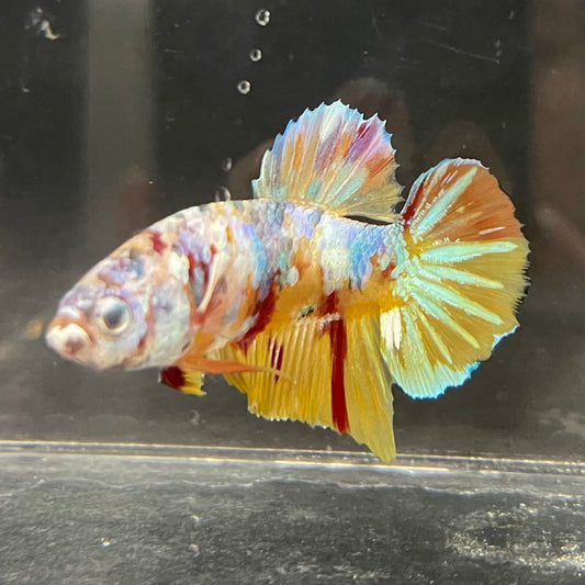 the-fish-farm Premium Male Betta Fancy Plakat Betta Male - One Only - 1 Buy this Premium Male Plakat Betta - One Only The Fish Farm Australia 
