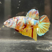 the-fish-farm Premium Male Betta Fancy Plakat Betta Male - One Only - 1 Buy this Premium Male Plakat Betta - One Only The Fish Farm Australia 