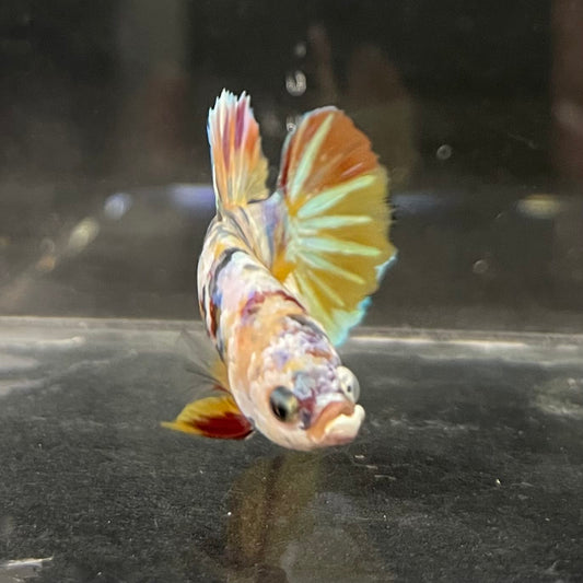 the-fish-farm Premium Male Betta Fancy Plakat Betta Male - One Only - 1 Buy this Premium Male Plakat Betta - One Only The Fish Farm Australia 