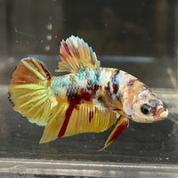the-fish-farm Premium Male Betta Fancy Plakat Betta Male - One Only - 1 Buy this Premium Male Plakat Betta - One Only The Fish Farm Australia 