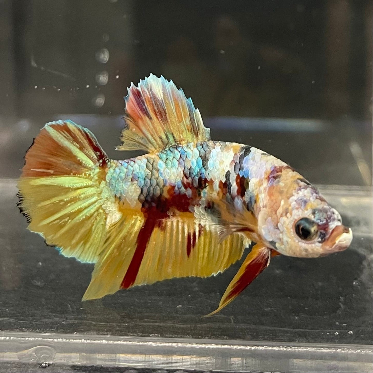 the-fish-farm Premium Male Betta Fancy Plakat Betta Male - One Only - 1 Buy this Premium Male Plakat Betta - One Only The Fish Farm Australia 