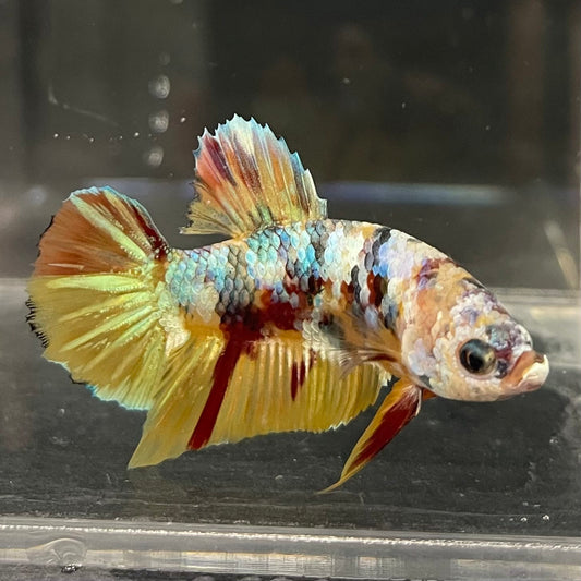 the-fish-farm Premium Male Betta Fancy Plakat Betta Male - One Only - 1 Buy this Premium Male Plakat Betta - One Only The Fish Farm Australia 