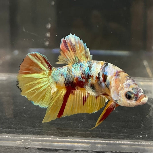 the-fish-farm Premium Male Betta Fancy Plakat Betta Male - One Only - 1 Buy this Premium Male Plakat Betta - One Only The Fish Farm Australia 