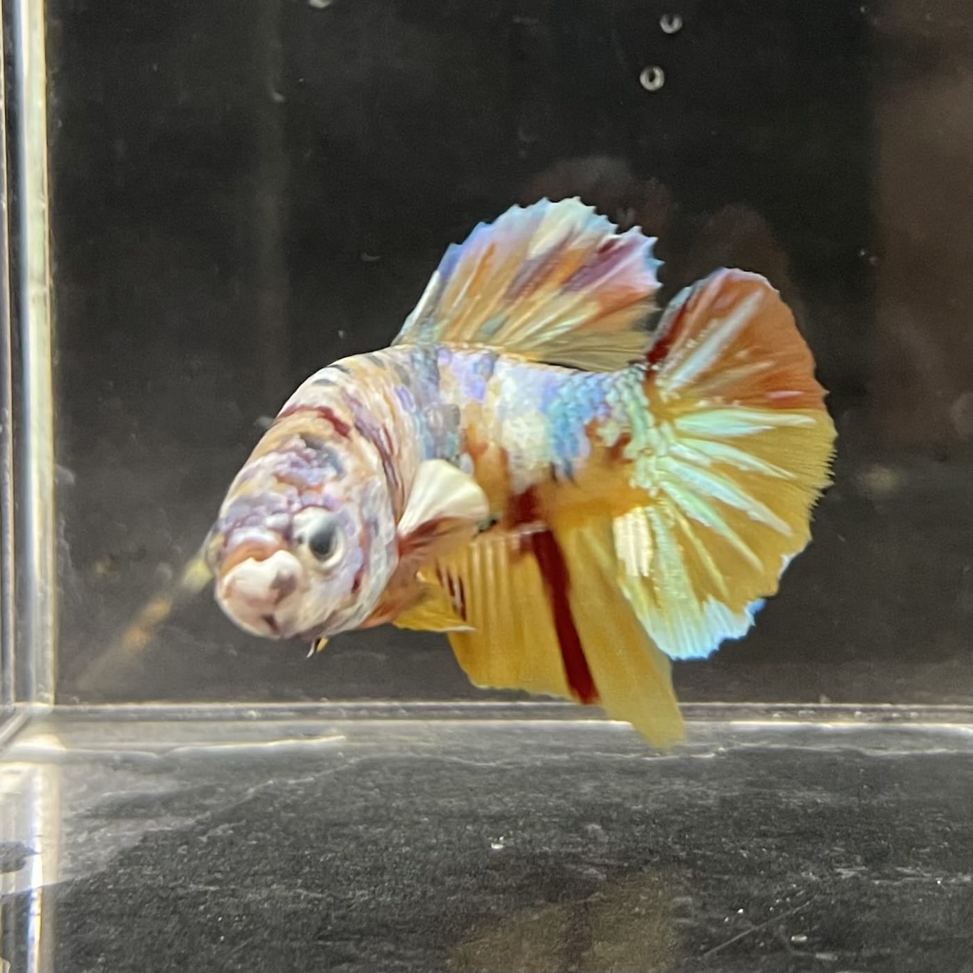 the-fish-farm Premium Male Betta Fancy Plakat Betta Male - One Only - 1 Buy this Premium Male Plakat Betta - One Only The Fish Farm Australia 