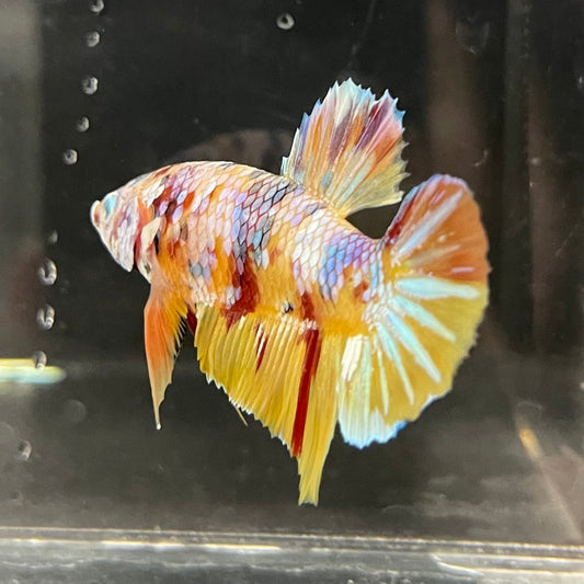 the-fish-farm Premium Male Betta Fancy Plakat Betta Male - One Only - 1 Buy this Premium Male Plakat Betta - One Only The Fish Farm Australia 