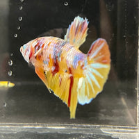 the-fish-farm Premium Male Betta Fancy Plakat Betta Male - One Only - 1 Buy this Premium Male Plakat Betta - One Only The Fish Farm Australia 