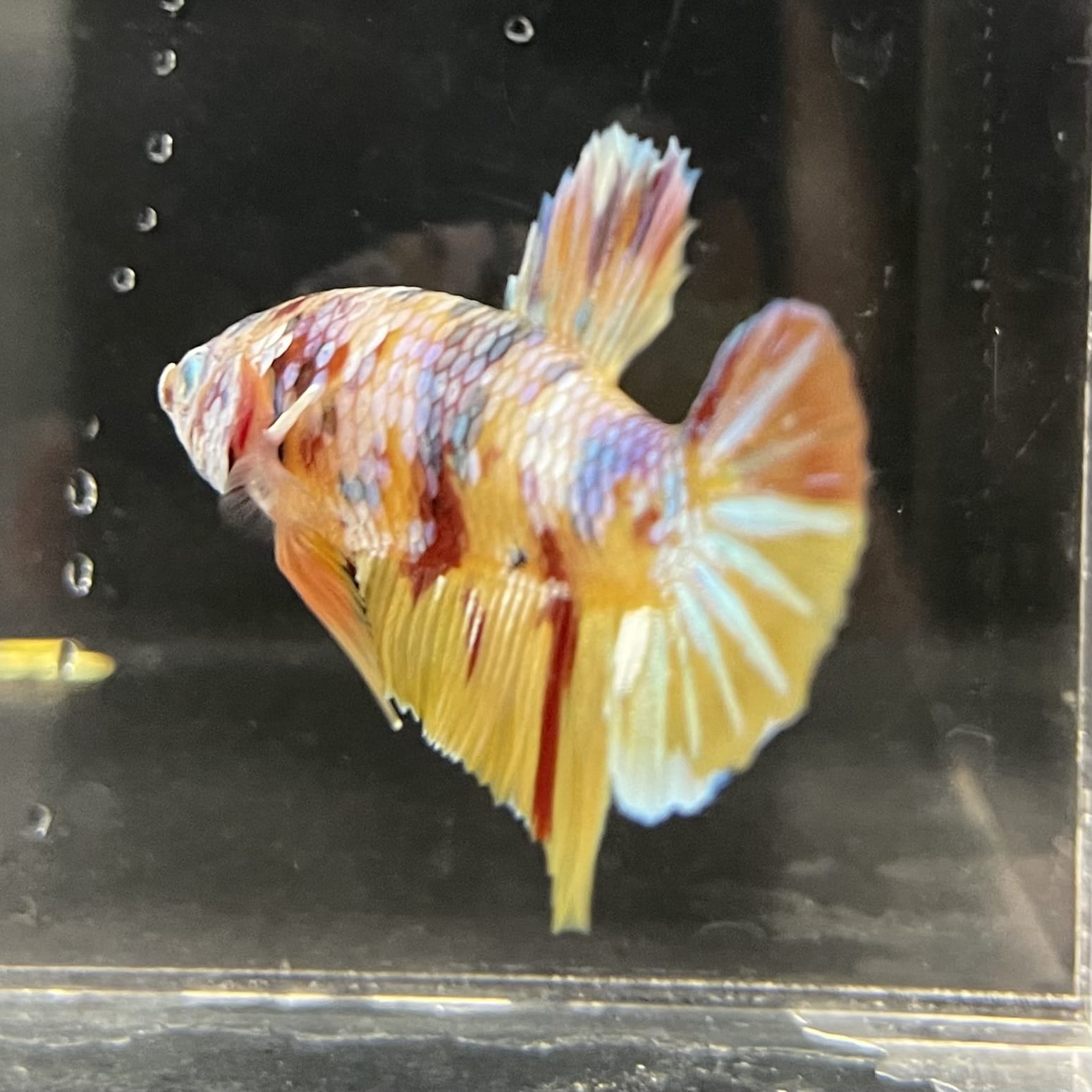 the-fish-farm Premium Male Betta Fancy Plakat Betta Male - One Only - 1 Buy this Premium Male Plakat Betta - One Only The Fish Farm Australia 