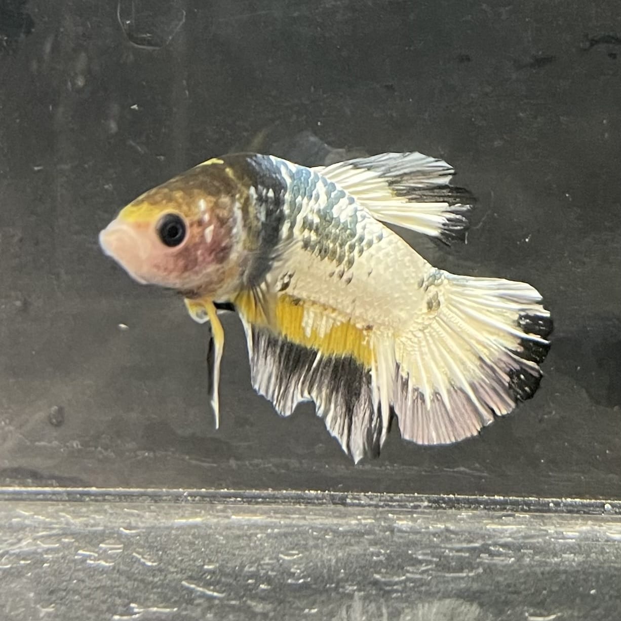 the-fish-farm Premium Male Betta Fancy Plakat Betta Male - One Only - 1 Buy this Premium Male Plakat Betta - One Only The Fish Farm Australia 