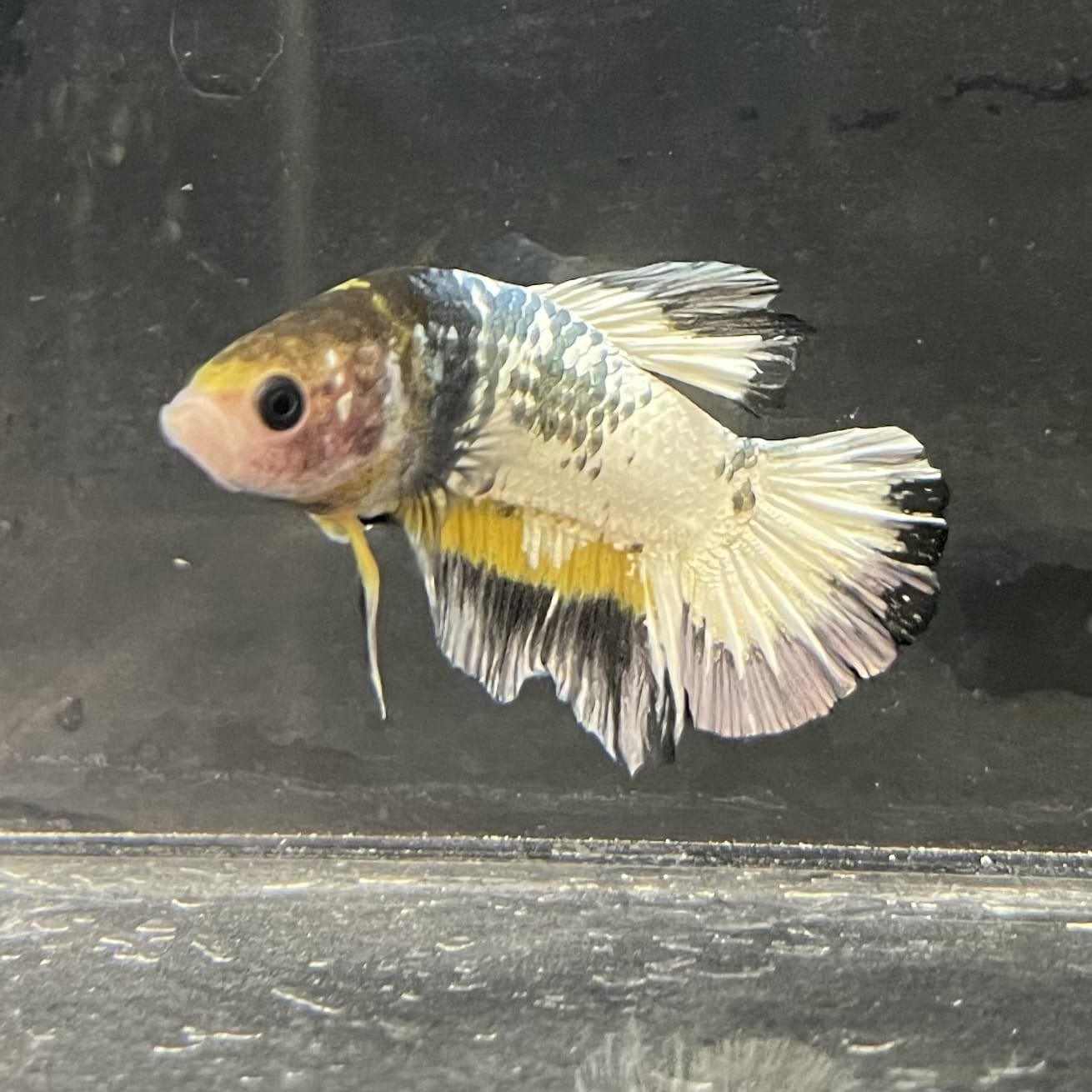 the-fish-farm Premium Male Betta Fancy Plakat Betta Male - One Only - 1 Buy this Premium Male Plakat Betta - One Only The Fish Farm Australia 