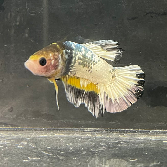 the-fish-farm Premium Male Betta Fancy Plakat Betta Male - One Only - 1 Buy this Premium Male Plakat Betta - One Only The Fish Farm Australia 