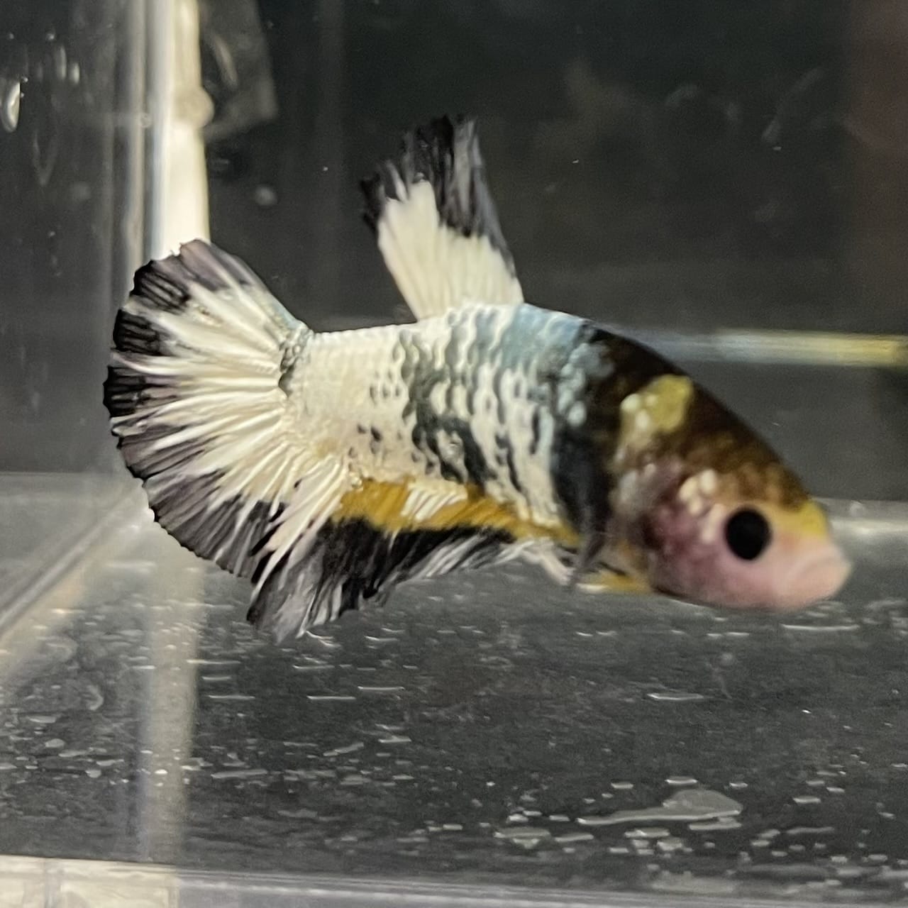 the-fish-farm Premium Male Betta Fancy Plakat Betta Male - One Only - 1 Buy this Premium Male Plakat Betta - One Only The Fish Farm Australia 